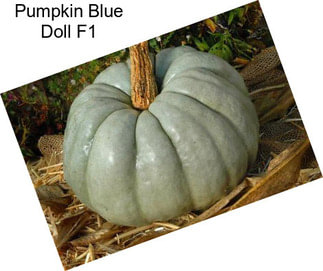 Pumpkin Blue Doll F1