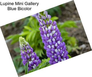 Lupine Mini Gallery Blue Bicolor