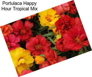 Portulaca Happy Hour Tropical Mix