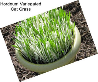 Hordeum Variegated Cat Grass