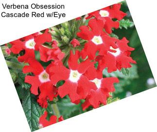 Verbena Obsession Cascade Red w/Eye