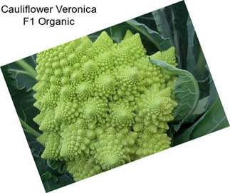 Cauliflower Veronica F1 Organic