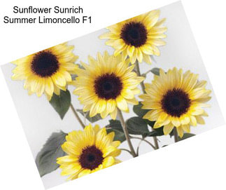 Sunflower Sunrich Summer Limoncello F1