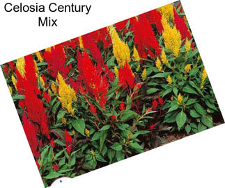 Celosia Century Mix