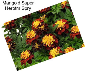 Marigold Super Herotm Spry