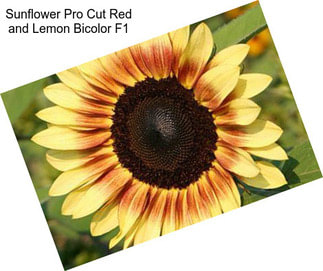 Sunflower Pro Cut Red and Lemon Bicolor F1