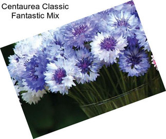 Centaurea Classic Fantastic Mix