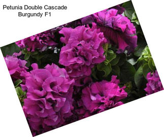 Petunia Double Cascade Burgundy F1