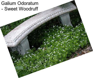 Galium Odoratum - Sweet Woodruff