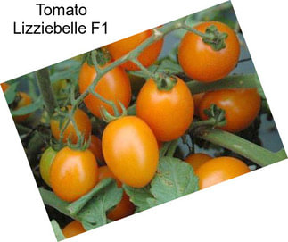 Tomato Lizziebelle F1