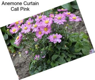 Anemone Curtain Call Pink