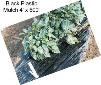 Black Plastic Mulch 4\' x 600\'