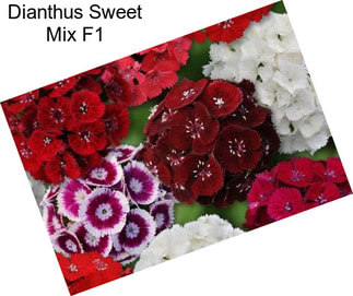 Dianthus Sweet Mix F1