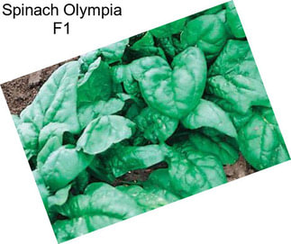 Spinach Olympia F1