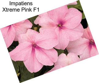 Impatiens Xtreme Pink F1