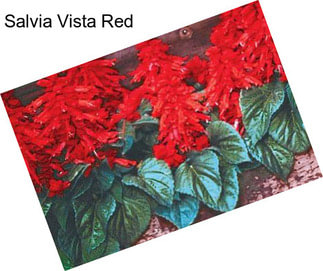 Salvia Vista Red