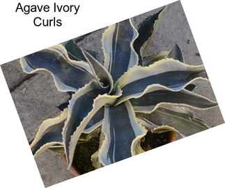 Agave Ivory Curls