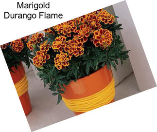 Marigold Durango Flame