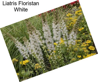 Liatris Floristan White