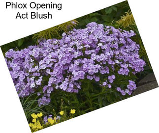 Phlox Opening Act Blush