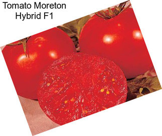 Tomato Moreton Hybrid F1