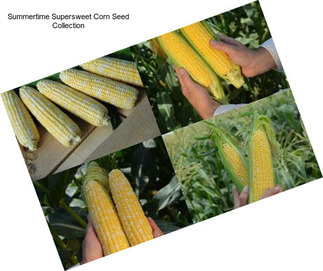 Summertime Supersweet Corn Seed Collection