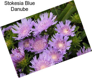 Stokesia Blue Danube