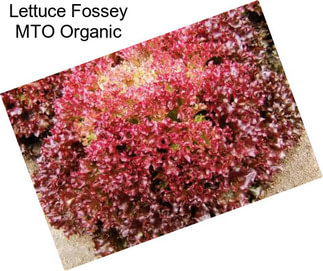 Lettuce Fossey MTO Organic