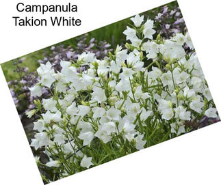 Campanula Takion White