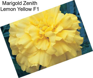 Marigold Zenith Lemon Yellow F1