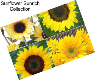Sunflower Sunrich Collection