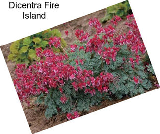 Dicentra Fire Island