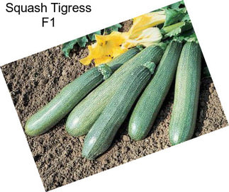 Squash Tigress F1