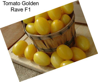 Tomato Golden Rave F1