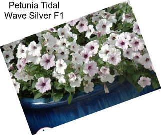 Petunia Tidal Wave Silver F1