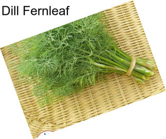 Dill Fernleaf