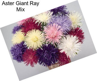 Aster Giant Ray Mix