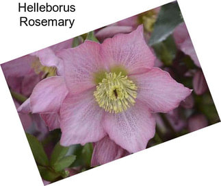 Helleborus Rosemary