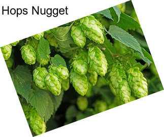 Hops Nugget