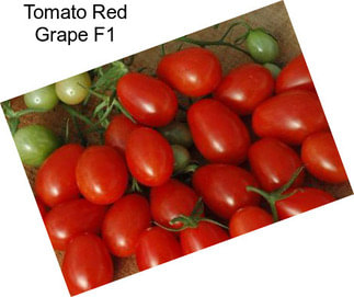 Tomato Red Grape F1