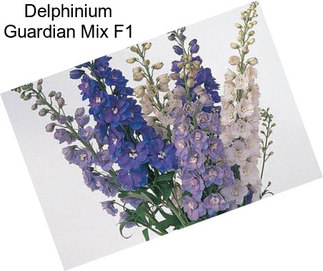 Delphinium Guardian Mix F1