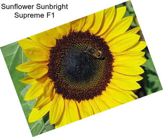 Sunflower Sunbright Supreme F1