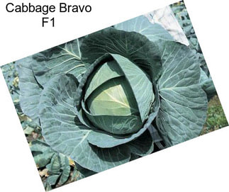 Cabbage Bravo F1
