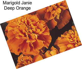 Marigold Janie Deep Orange