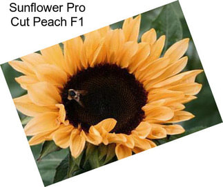 Sunflower Pro Cut Peach F1