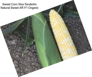 Sweet Corn Xtra-Tendertm Natural Sweet XR F1 Organic