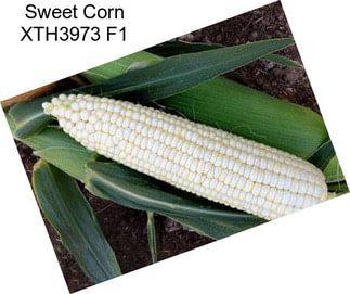 Sweet Corn XTH3973 F1