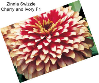 Zinnia Swizzle Cherry and Ivory F1