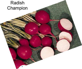 Radish Champion