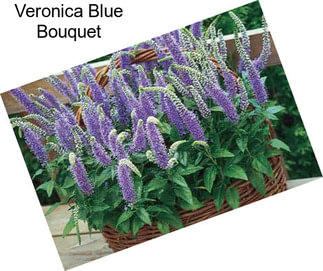 Veronica Blue Bouquet